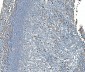 Anti-SND1 Antibody Picoband™ (monoclonal, 6G3B4)